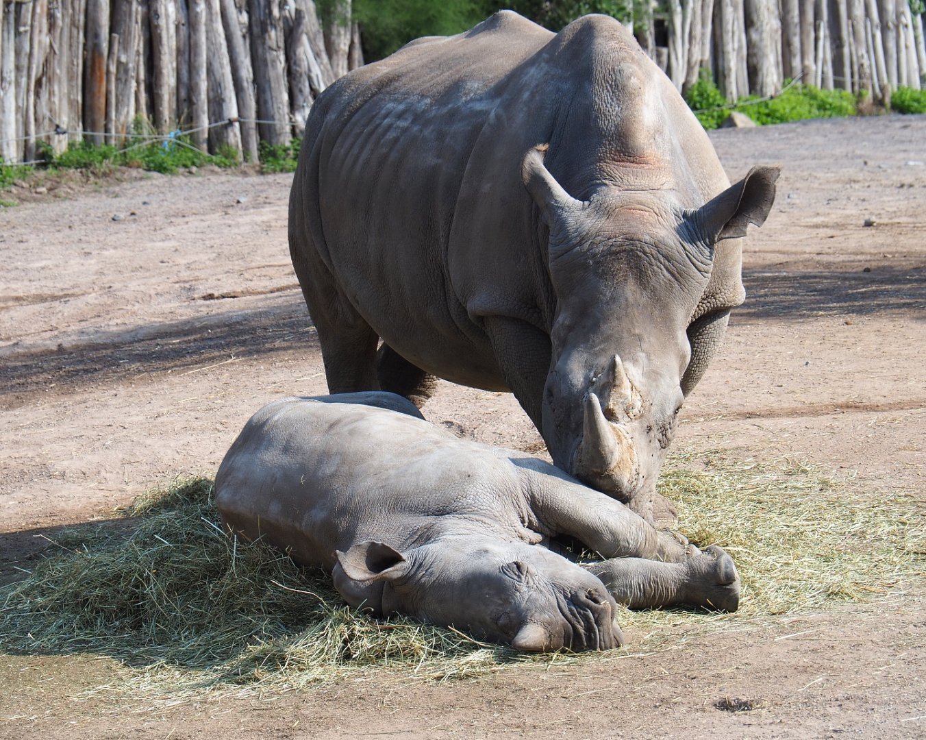 Southern white rhinoceros with calf (Ceratotherium simum simum), 2020-09-02