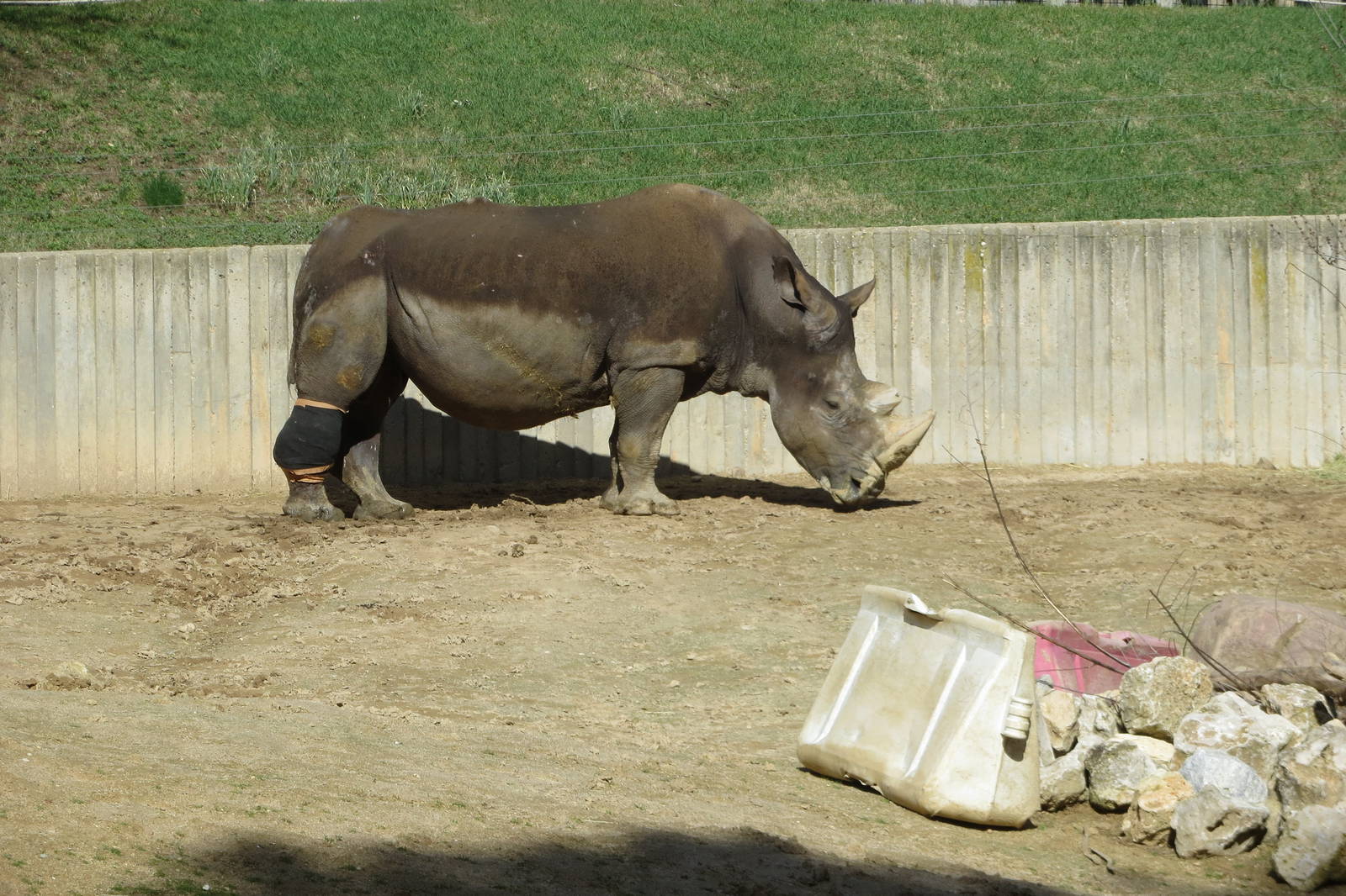 Southern White Rhinoceros with leg strapping 150216