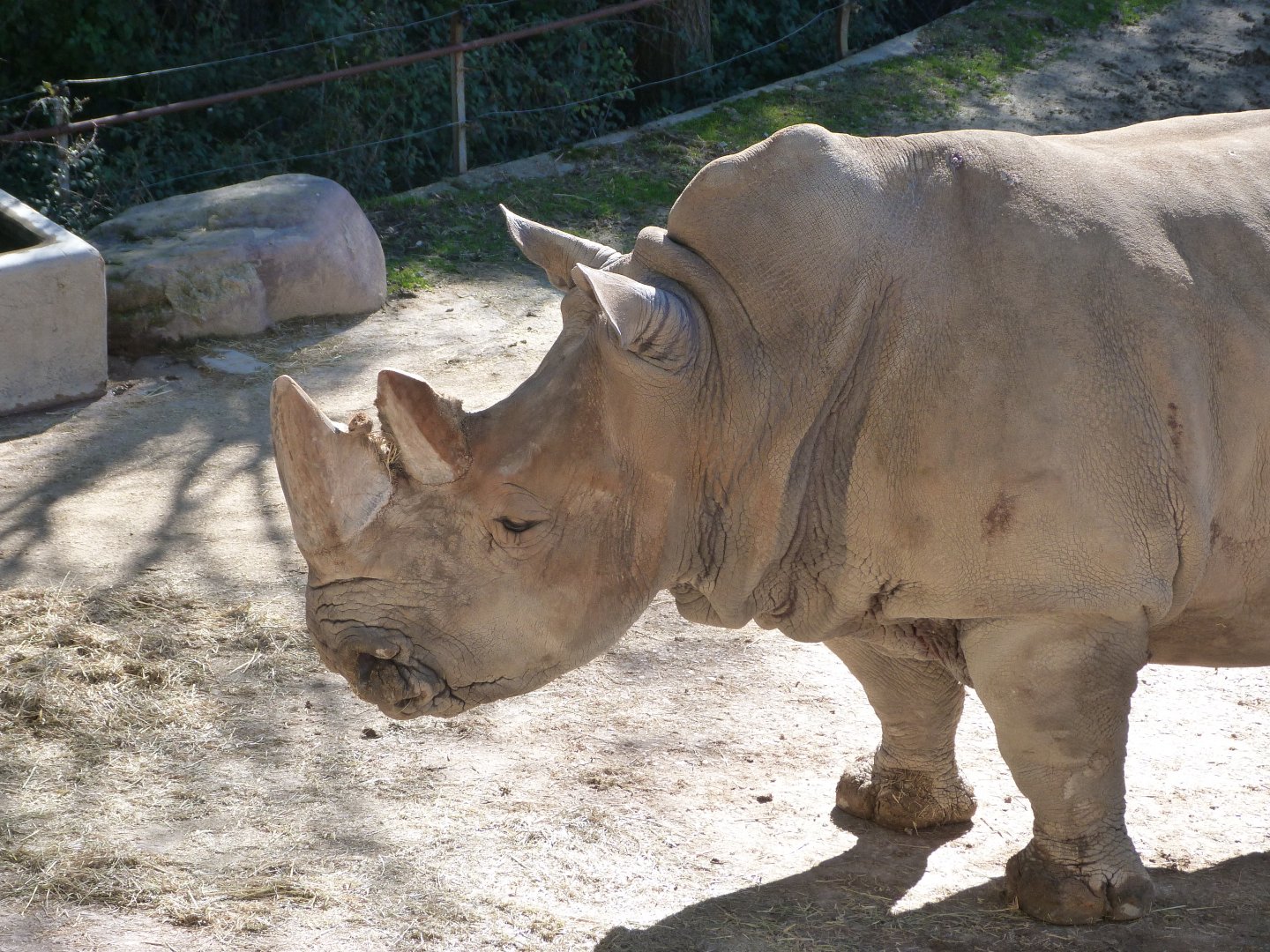 Southern white rhinoceros -Zoo Aquarium de Madrid (2025)