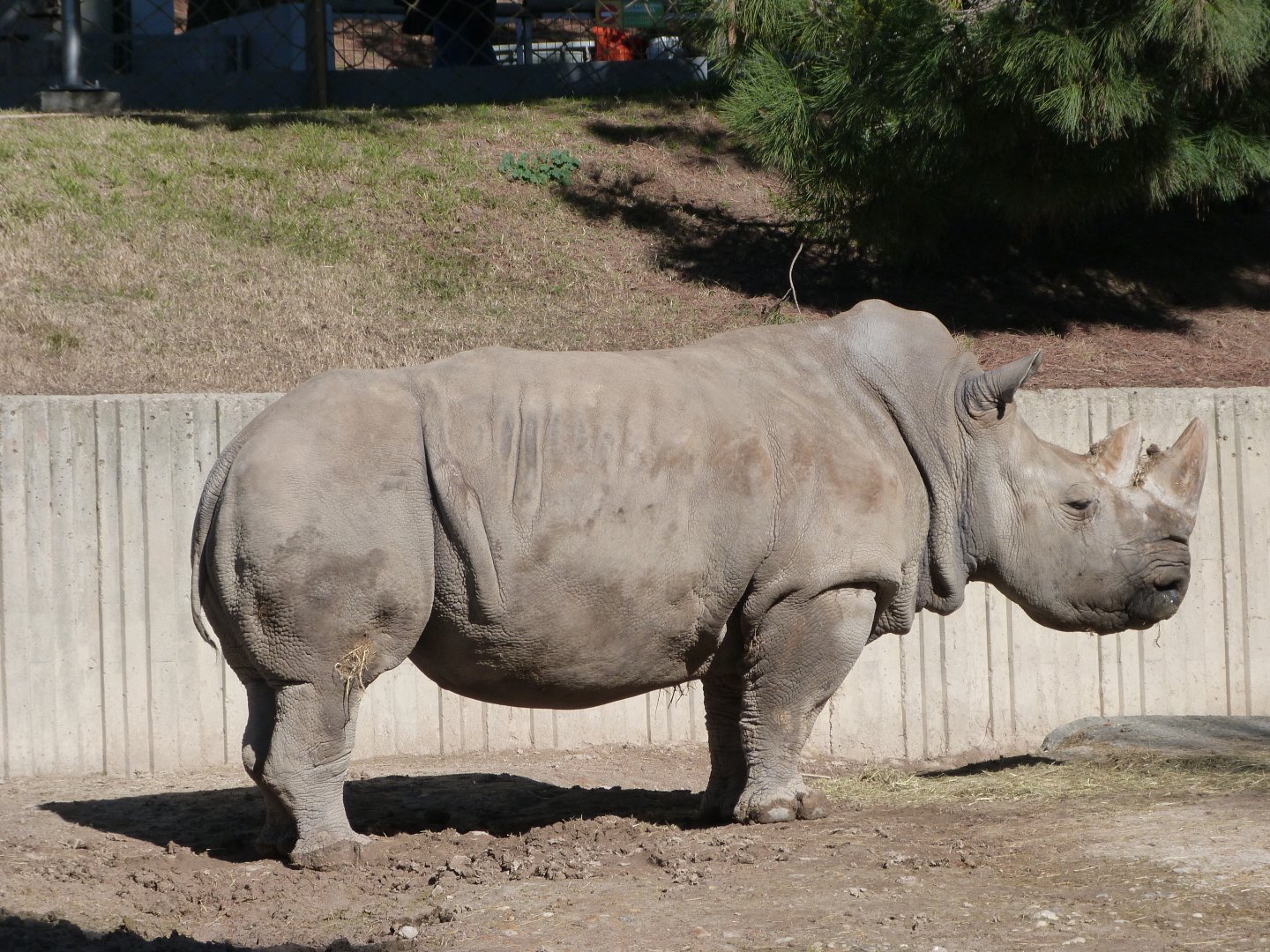 Southern white rhinoceros -Zoo Aquarium de Madrid (2025)