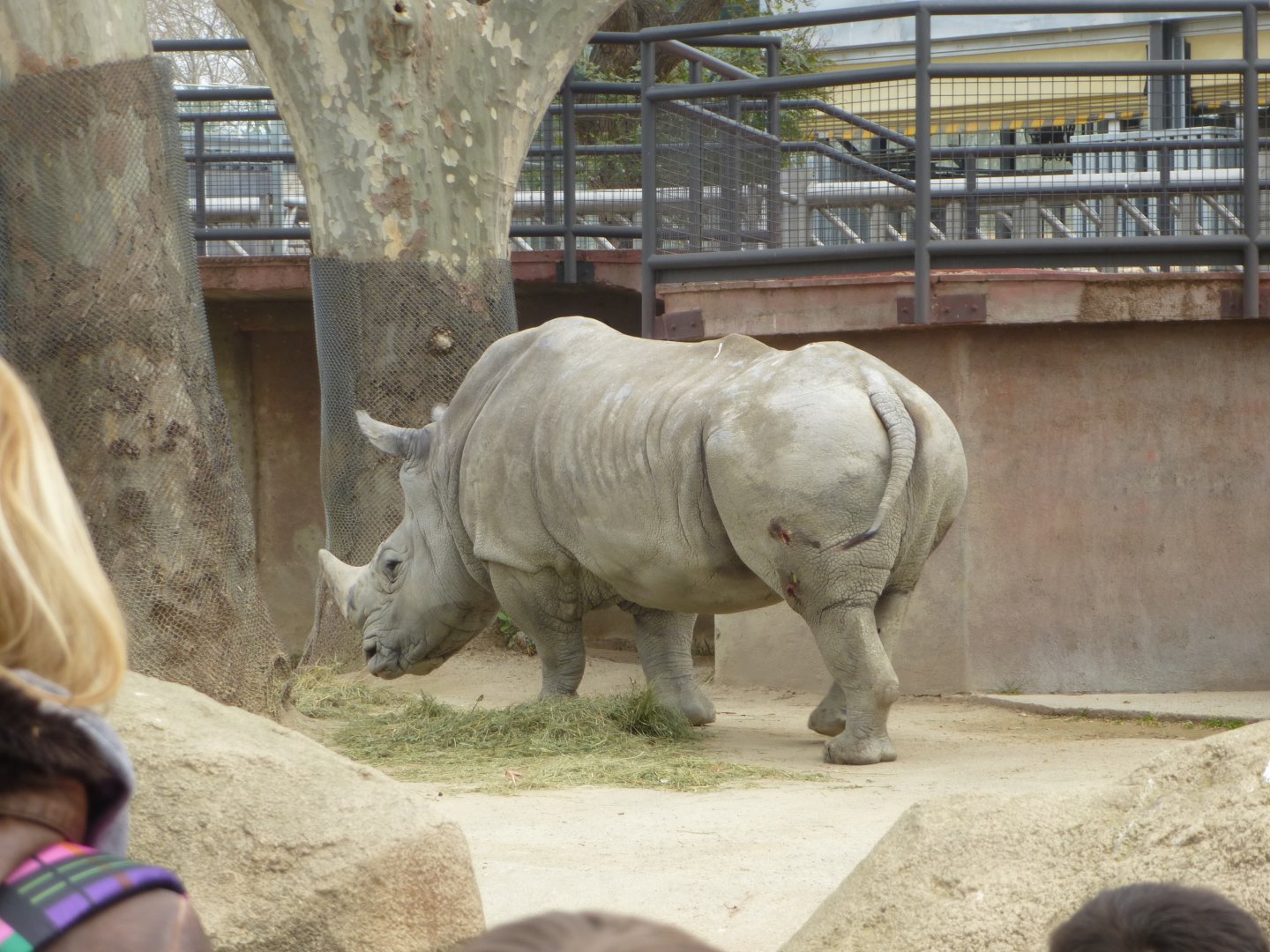 Southern white rhinoceros-Zoo Barcelona (2015)