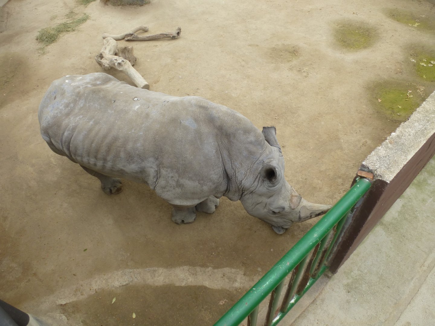 Southern white rhinoceros-Zoo Barcelona (2015)