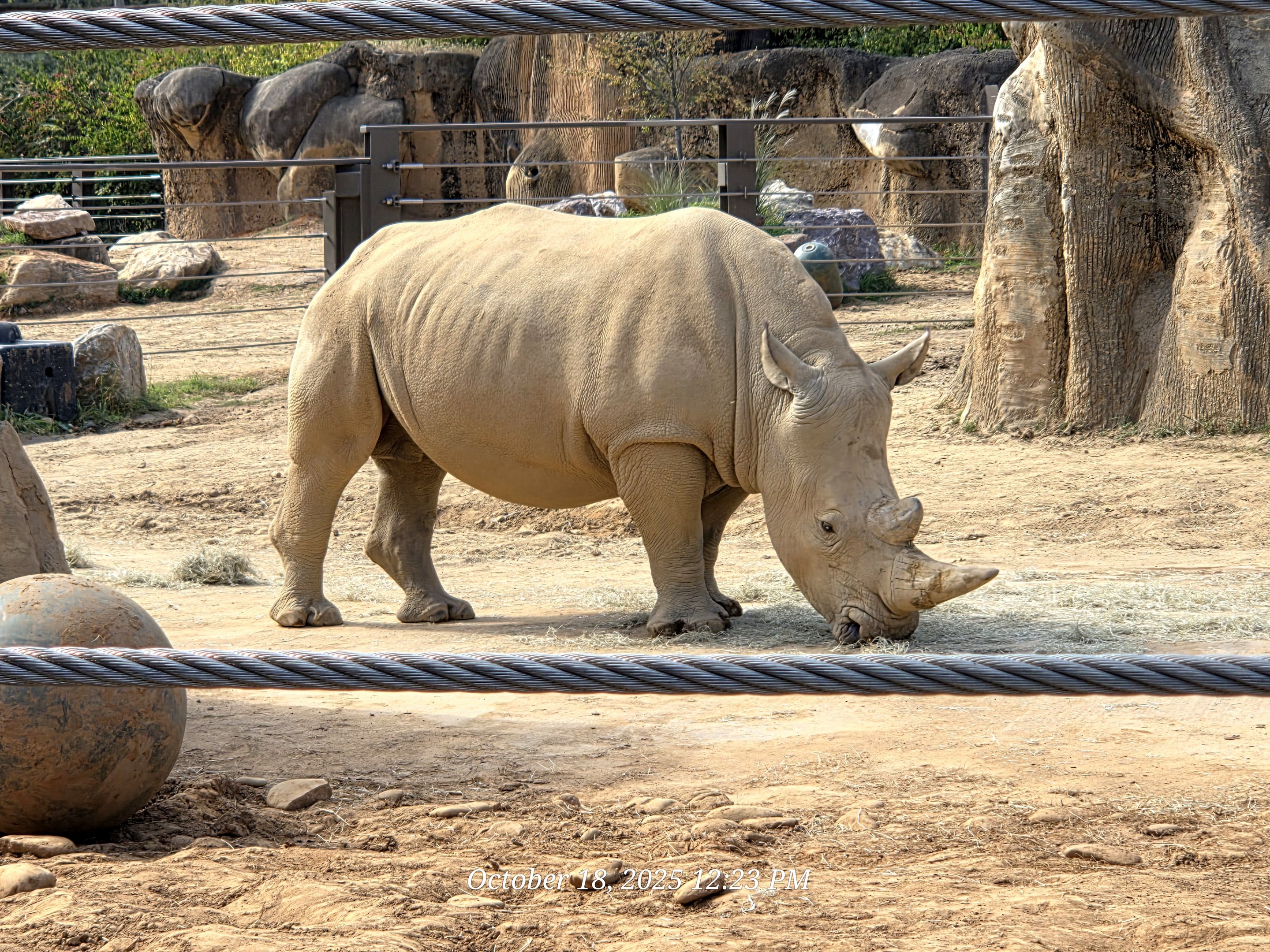 Southern White Rhinoceros - Zoo Knoxville