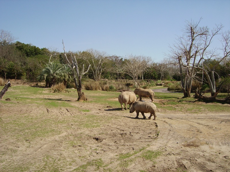 Southern White Rhinoceros