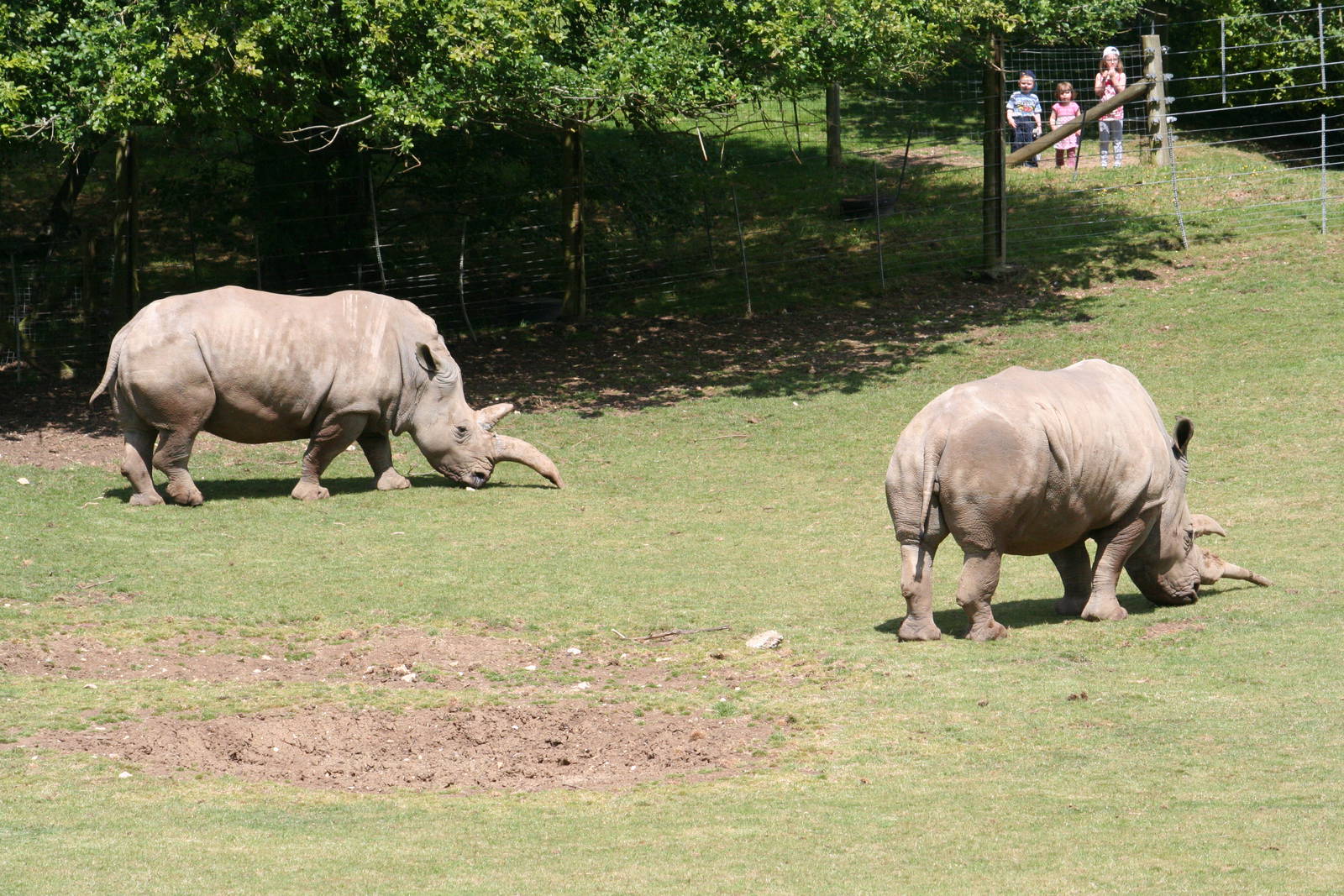 Southern white rhinoceros