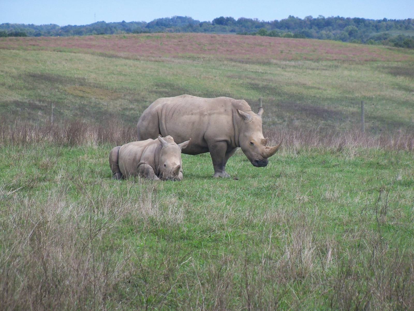 Southern White Rhinoceros