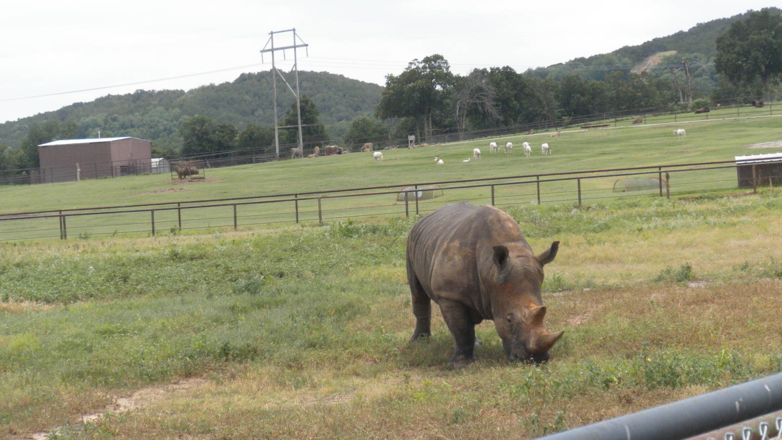 Southern White Rhinoceros