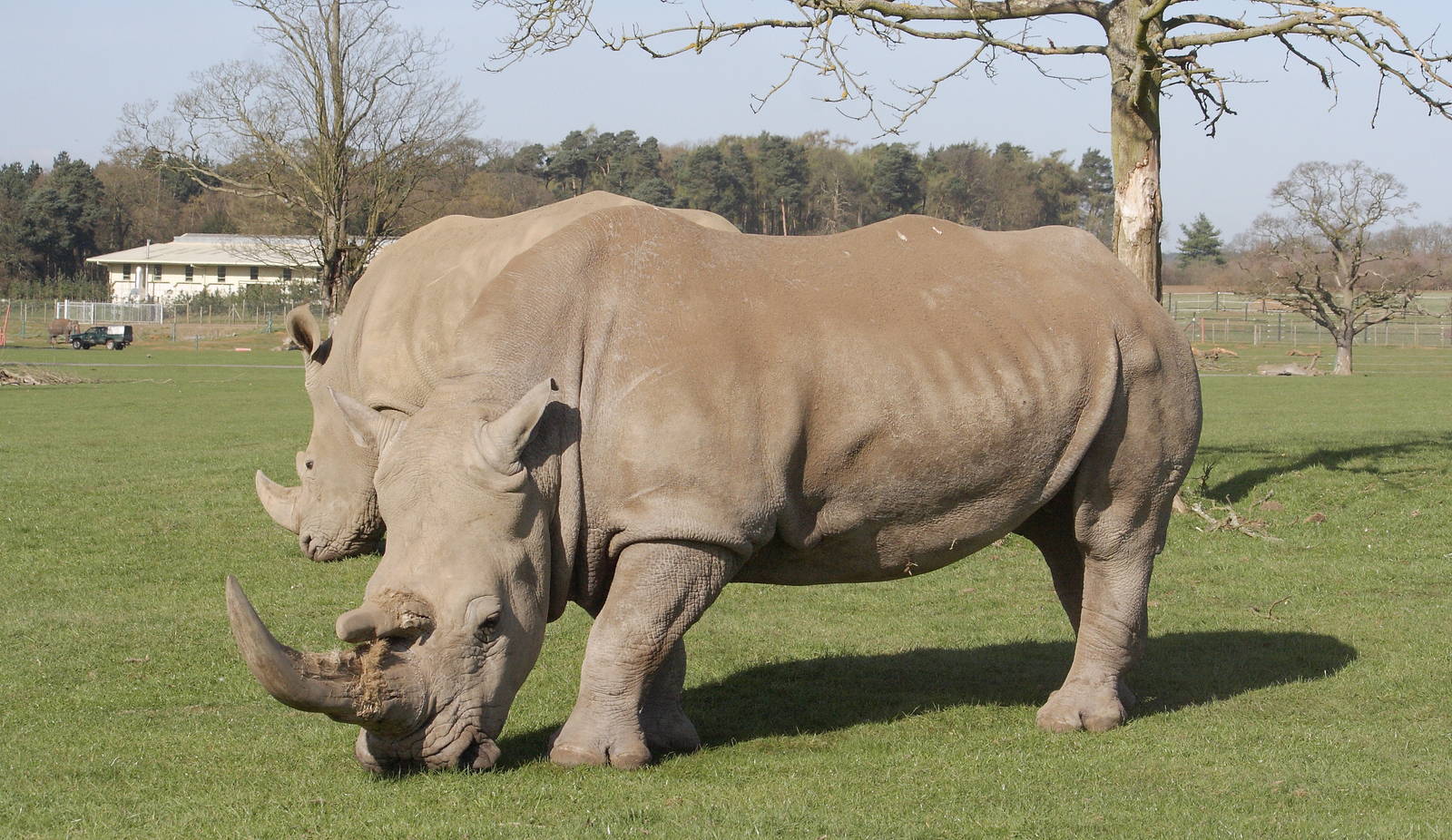Southern white rhinoceros