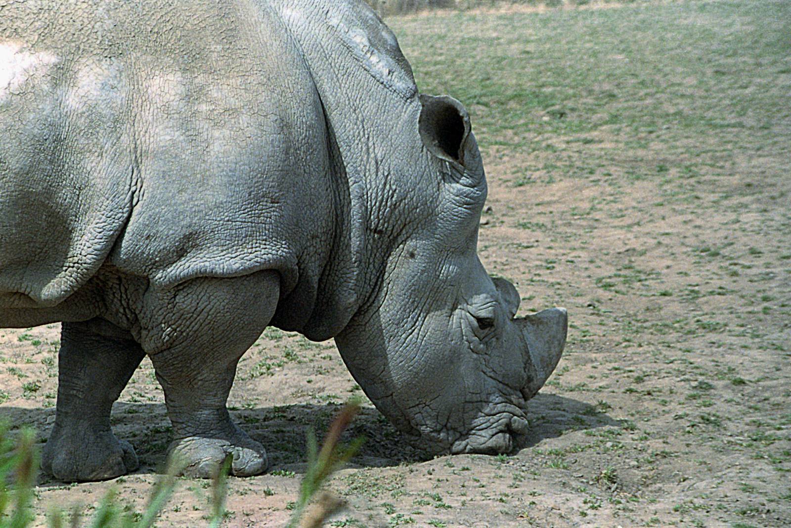 Southern white rhinoceros