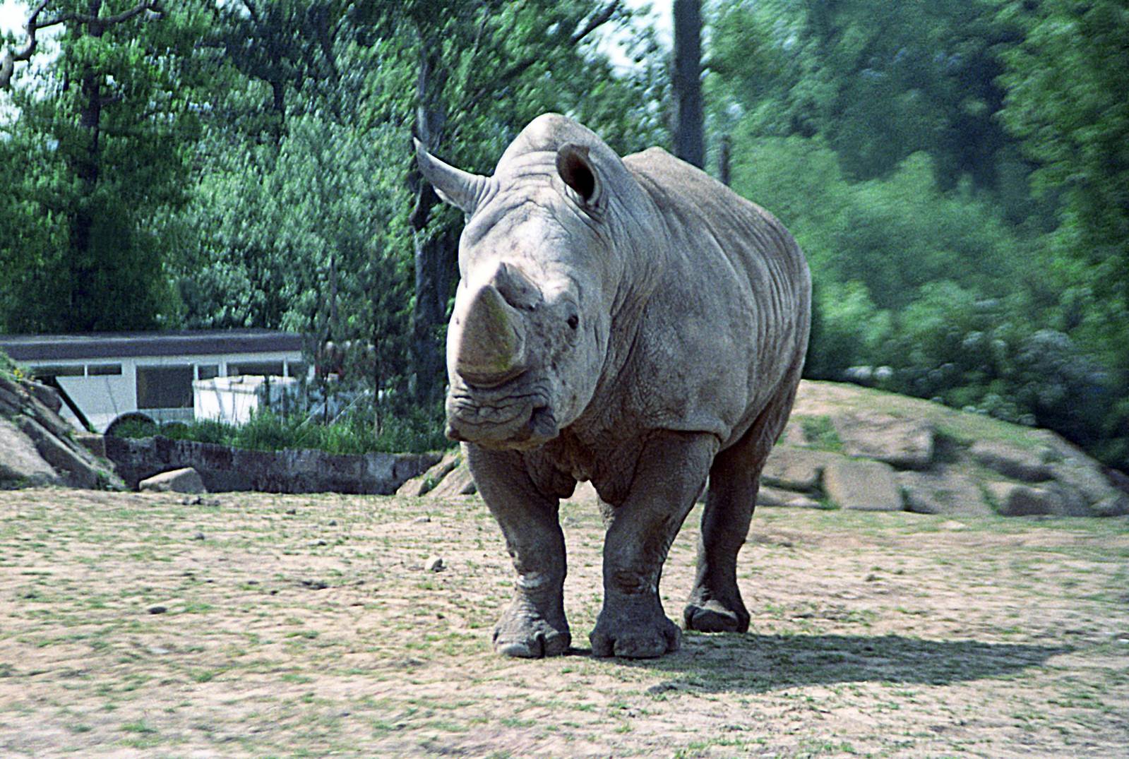 Southern white rhinoceros