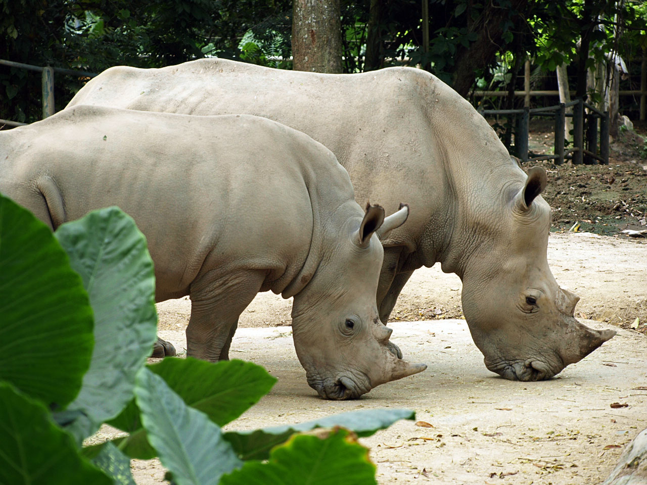 Southern white rhinoceros