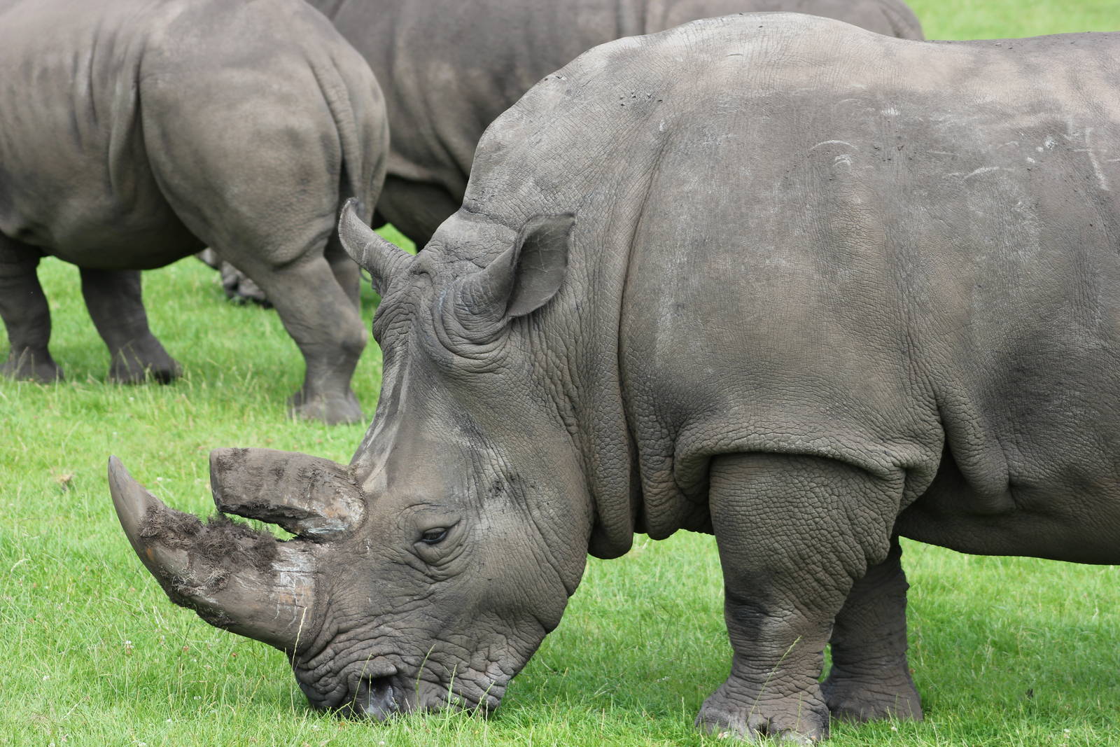 Southern white rhinoceros
