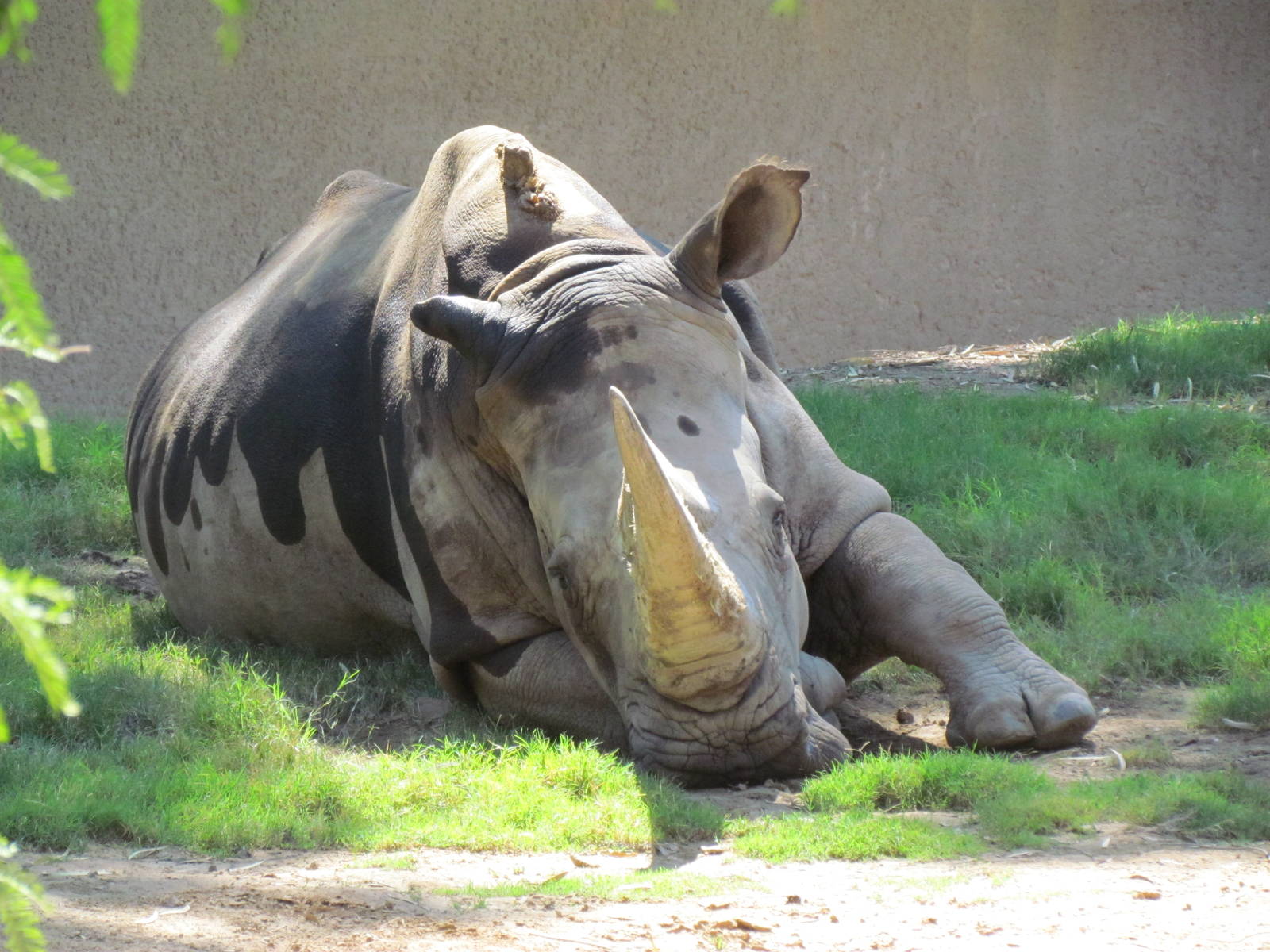 Southern White Rhinoceros