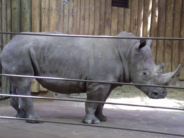 Southern White Rhinoceros