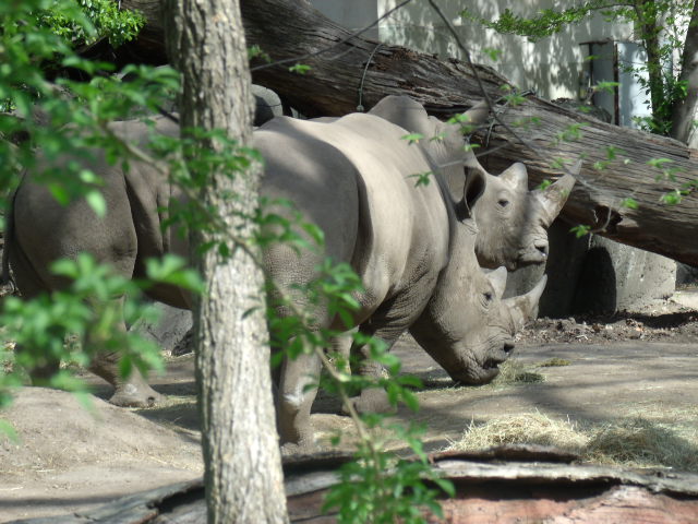 Southern White Rhinoceros