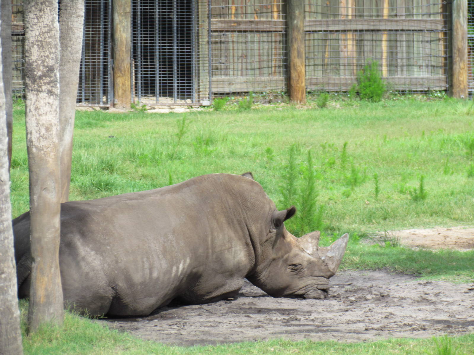 Southern White Rhinoceros