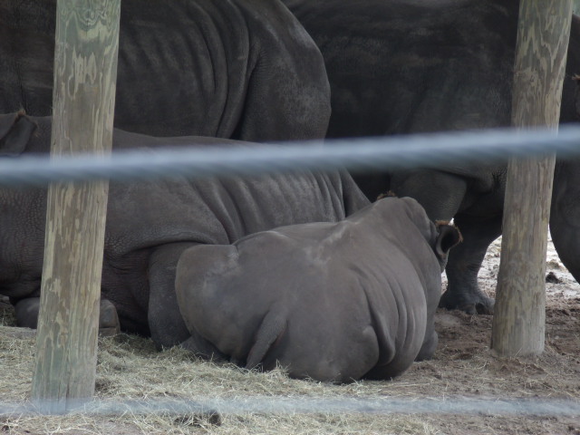 Southern White Rhinoceros