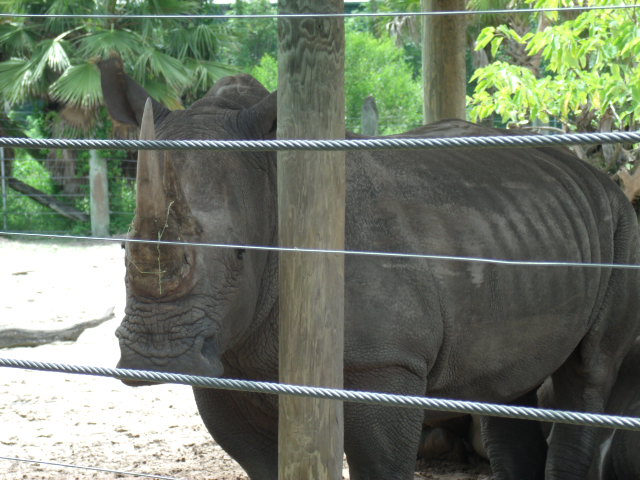 Southern White Rhinoceros
