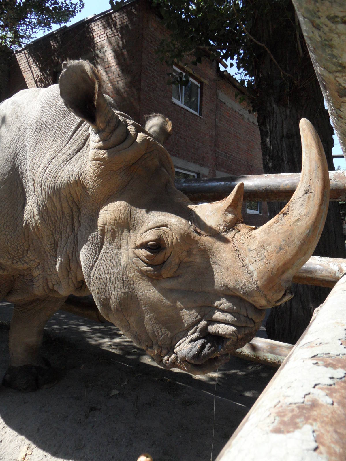 Southern white rhinoceros