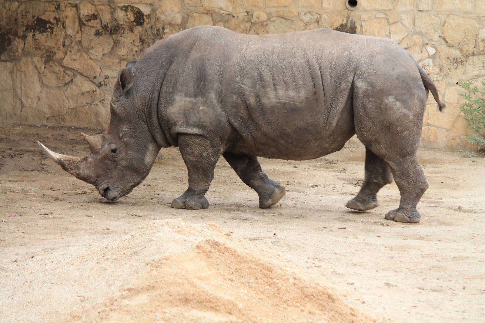 Southern White Rhinoceros