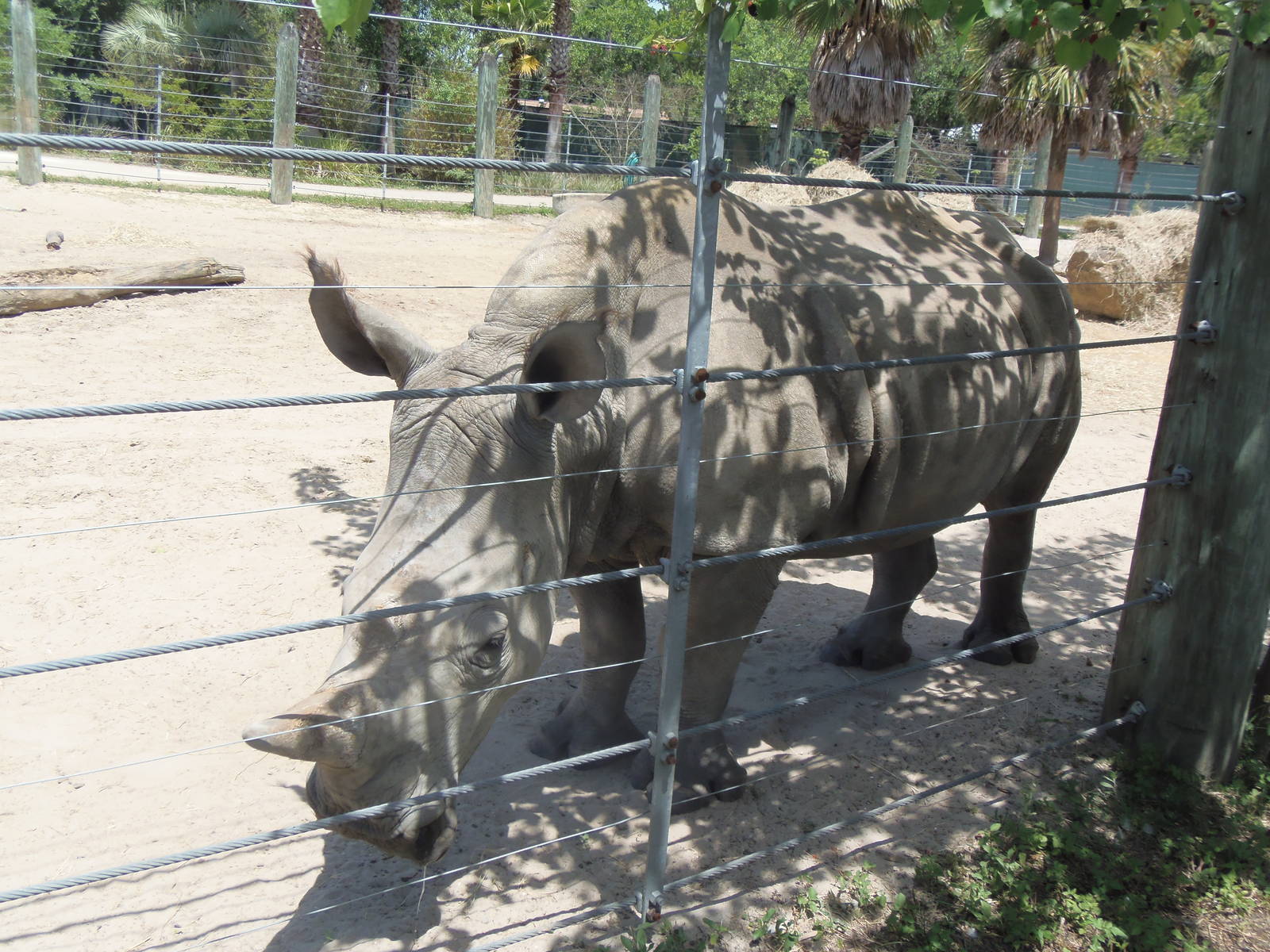 Southern White Rhinoceros