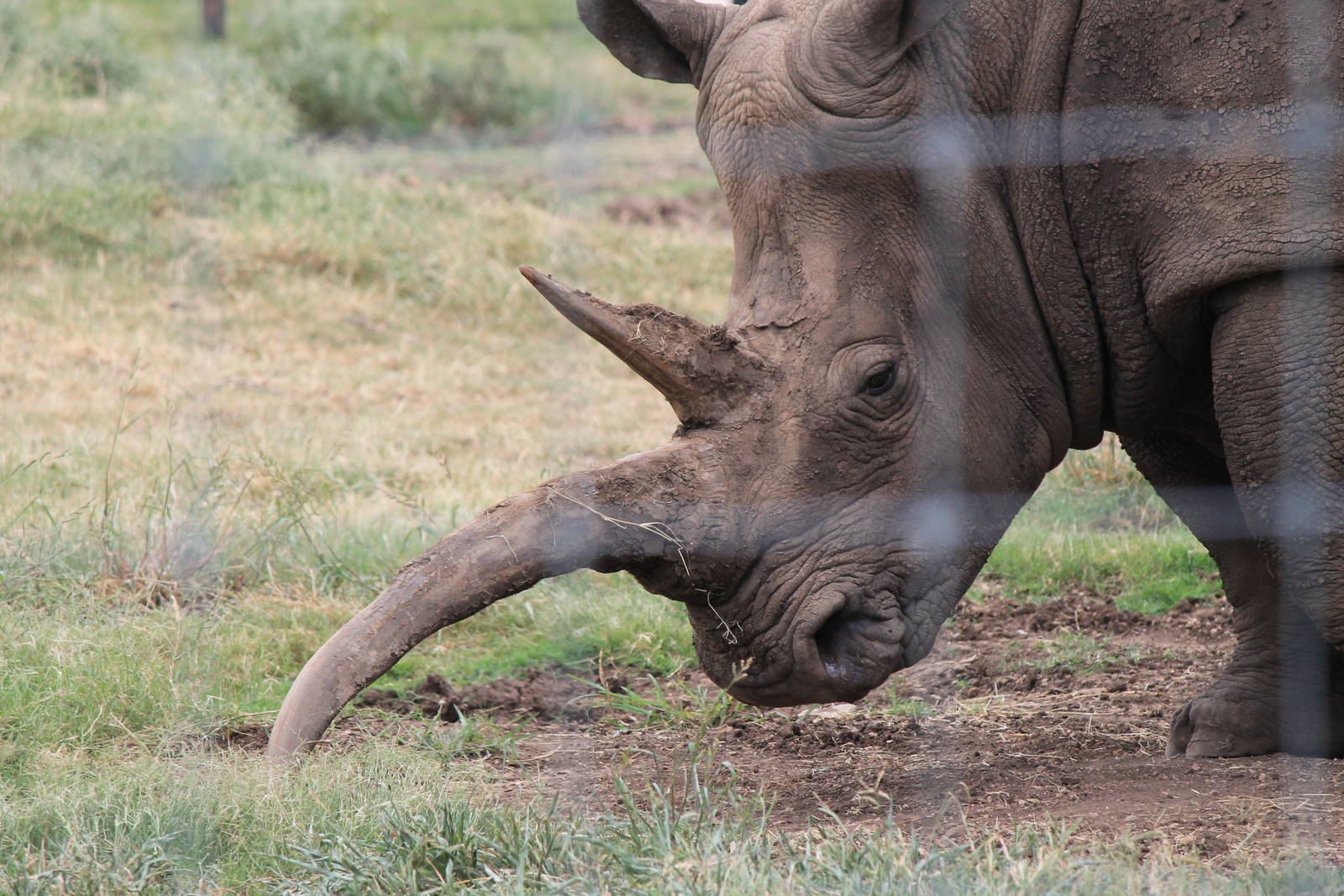 Southern White Rhinoceros