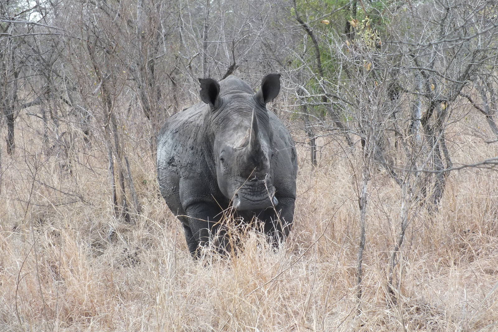 Southern White Rhinoceros