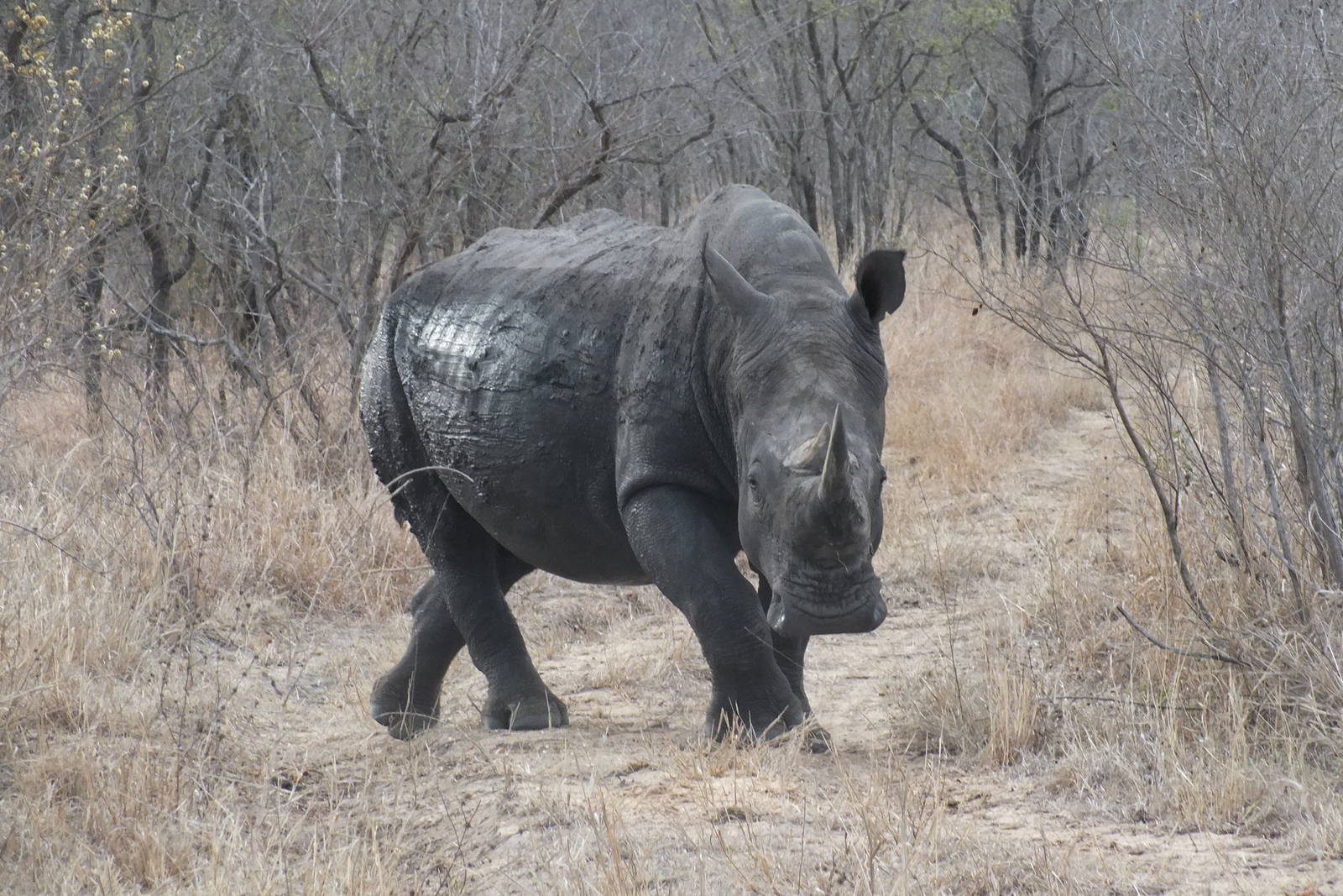 Southern White Rhinoceros