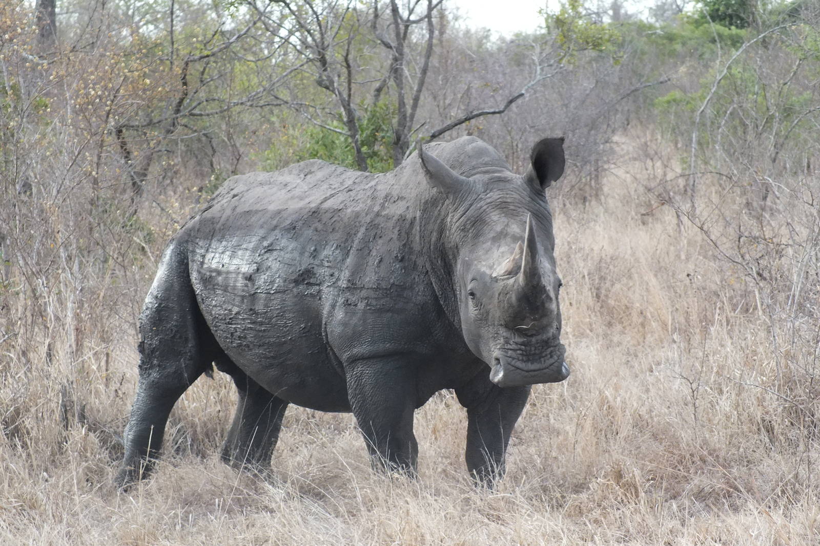 Southern White Rhinoceros