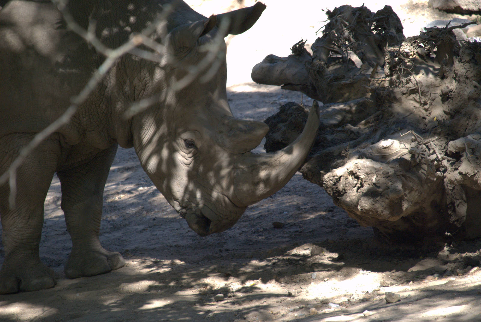 Southern White Rhinoceros