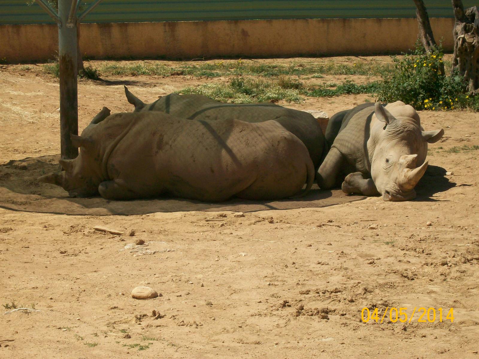 Southern white rhinoceros