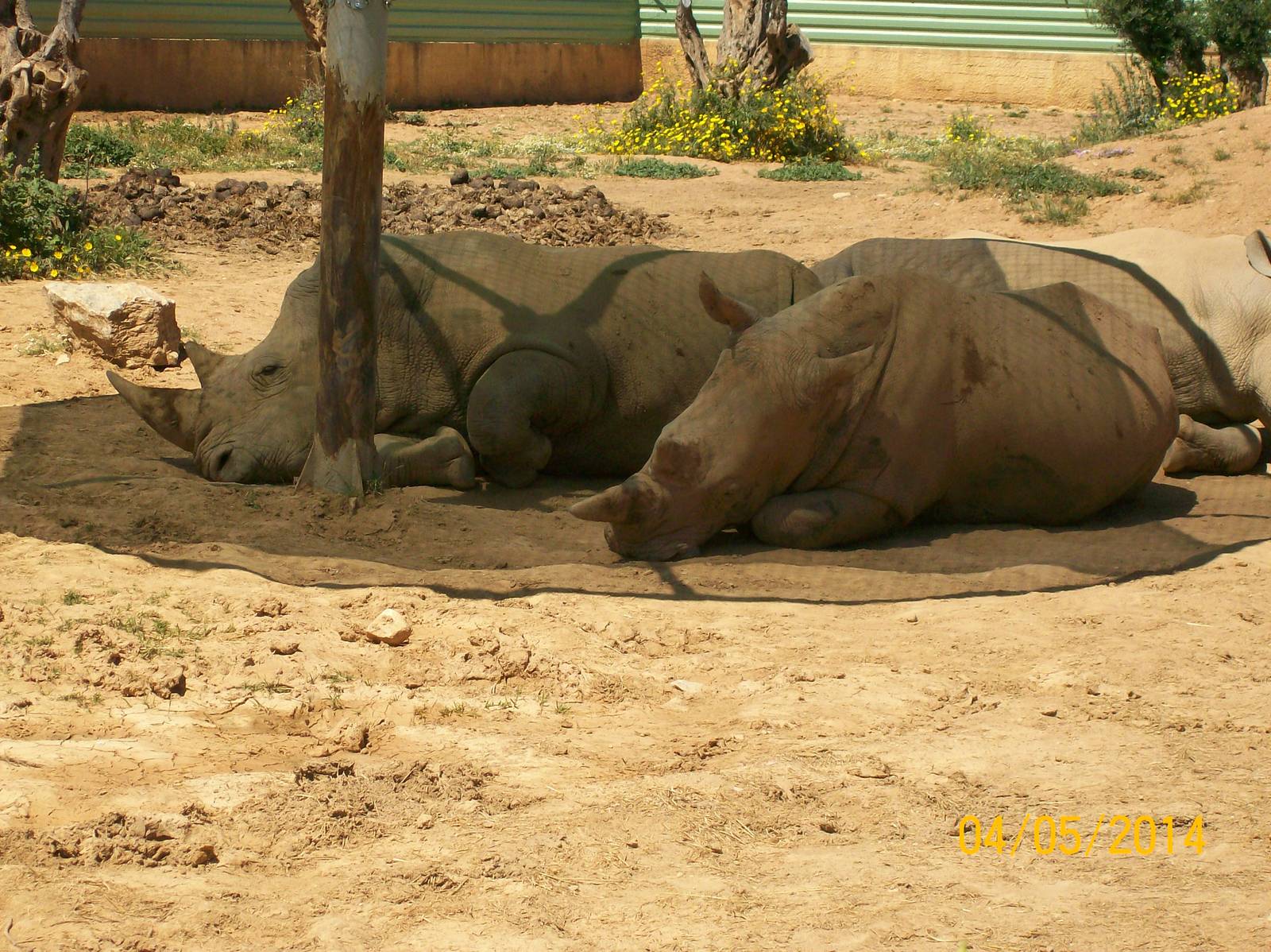 Southern white rhinoceros