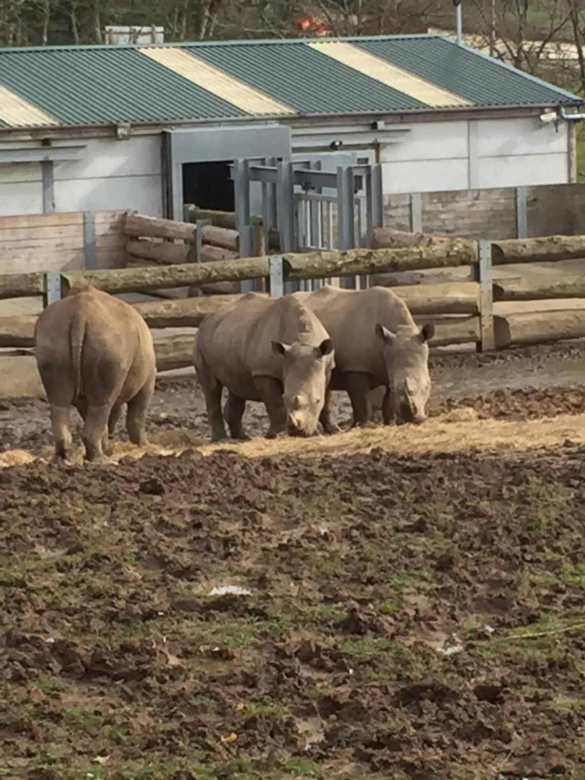Southern White Rhinoceros