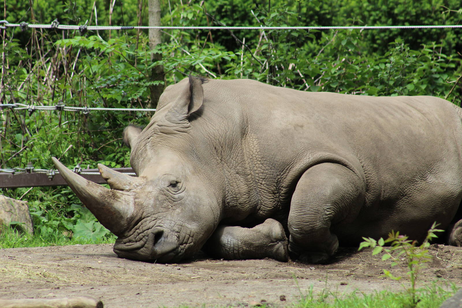 Southern White Rhinoceros