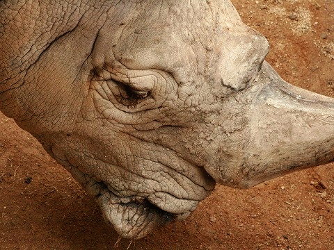 Southern White Rhinoceros