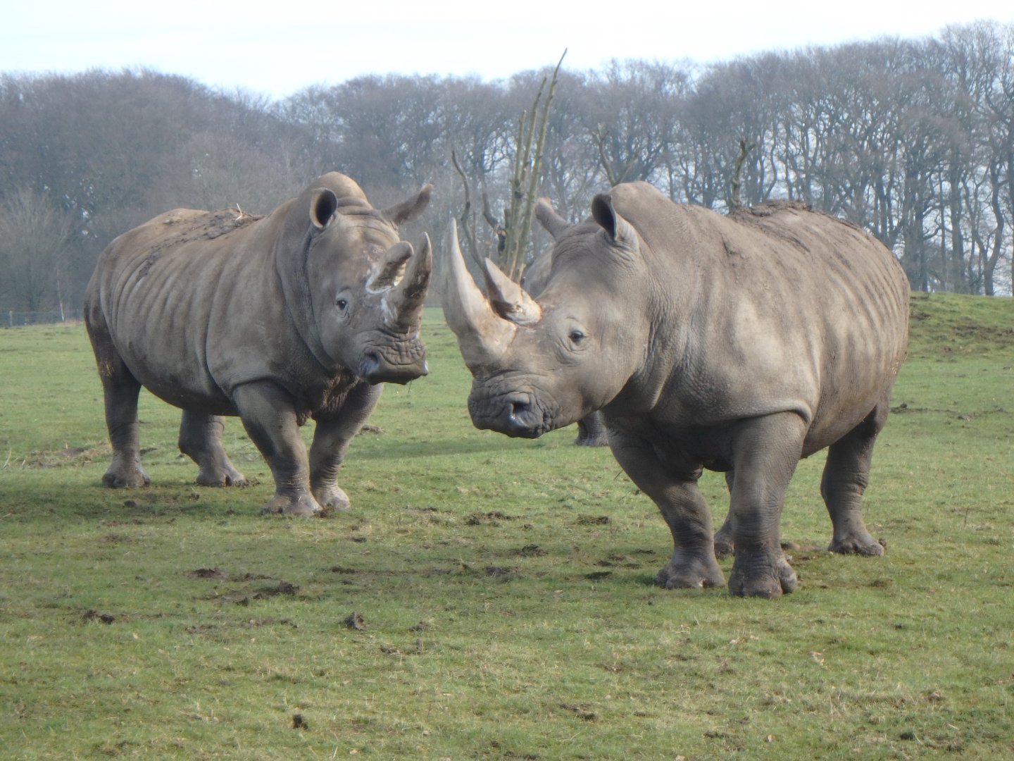 Southern white rhinoceros