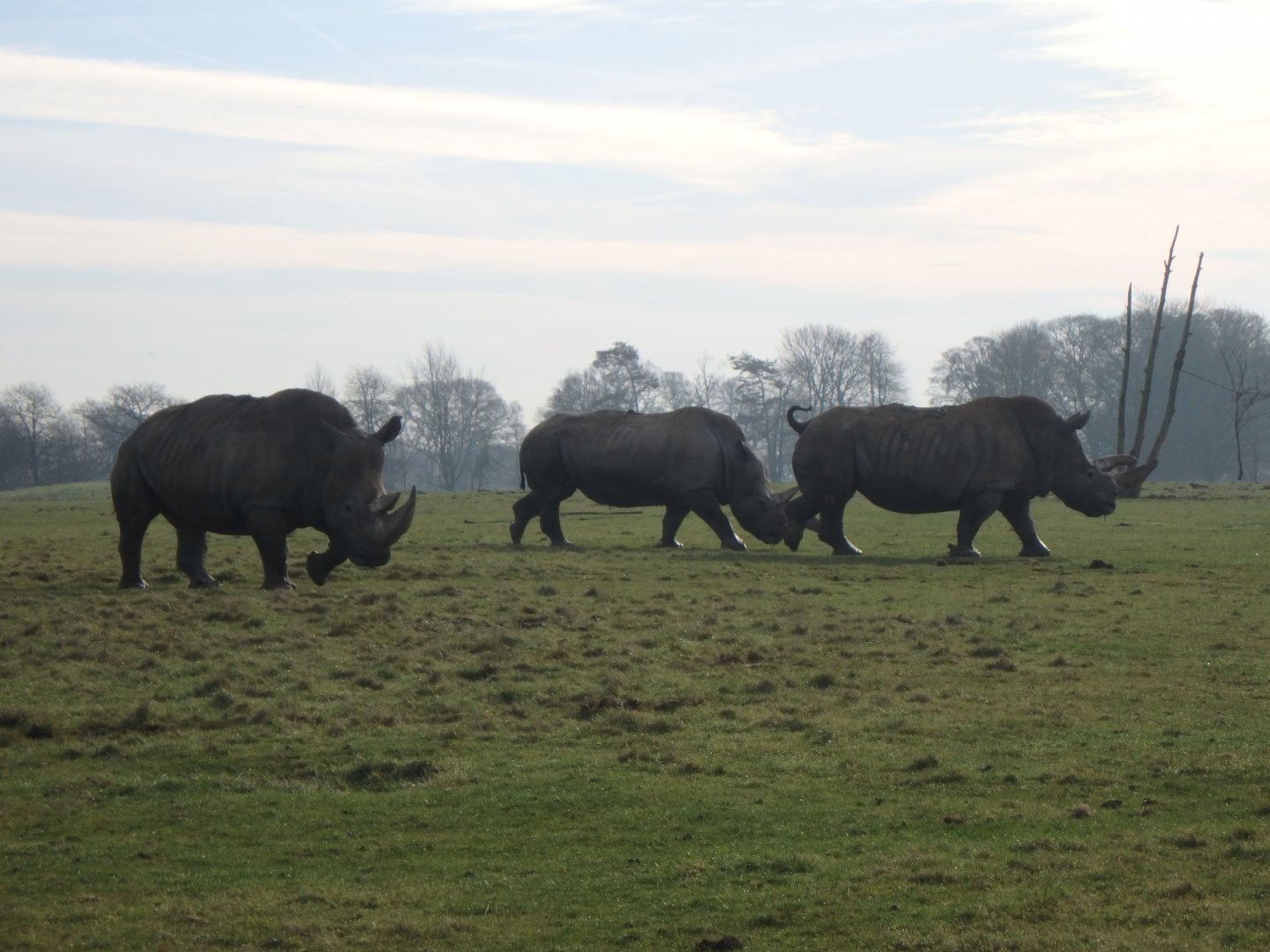 Southern white rhinoceros