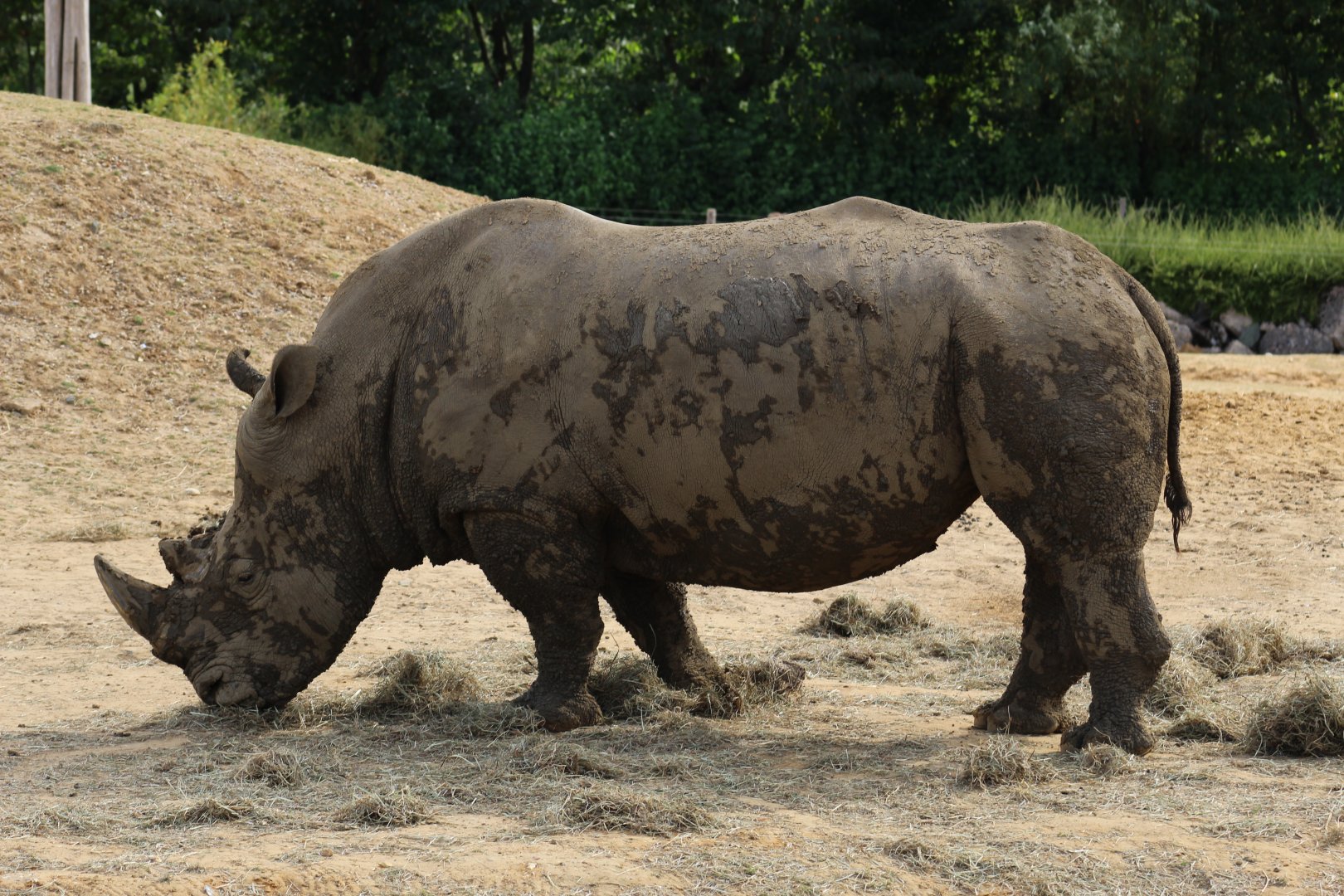 Southern White Rhinoceros