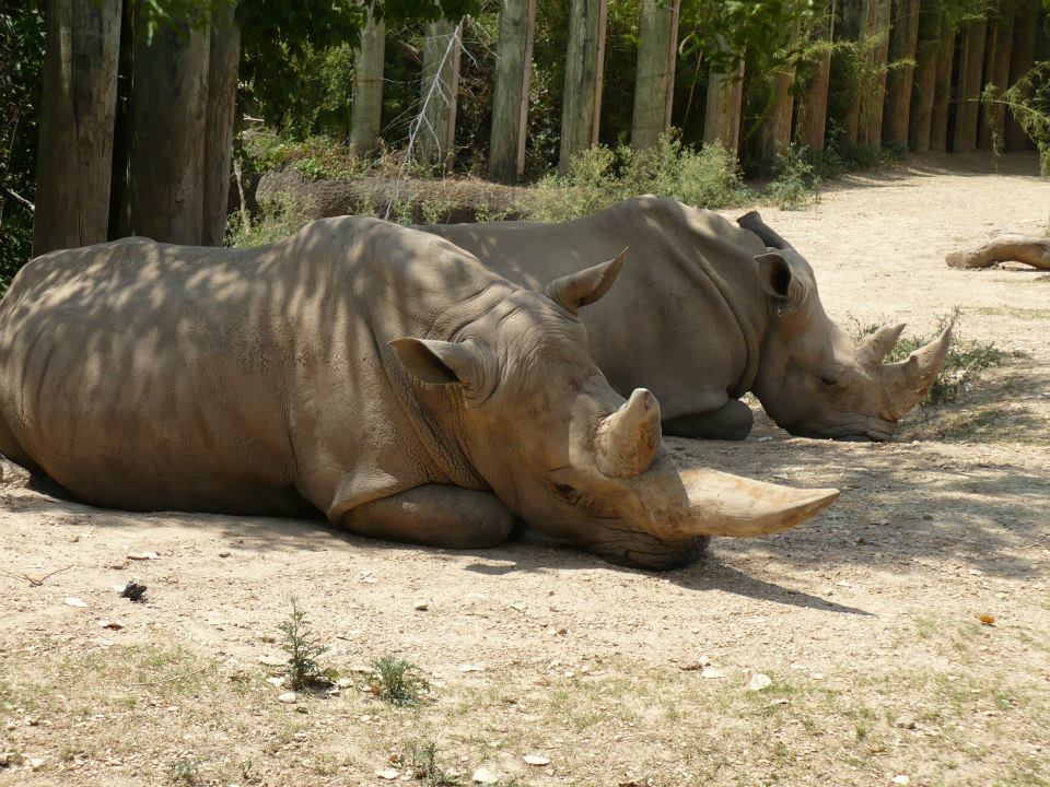 Southern white rhinoceros