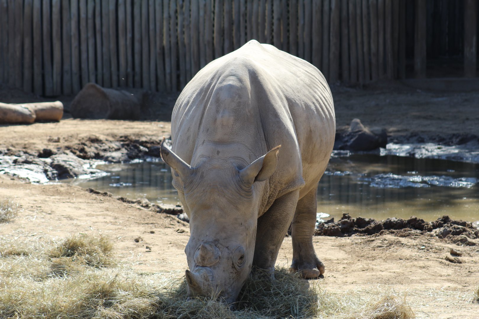 Southern White Rhinoceros