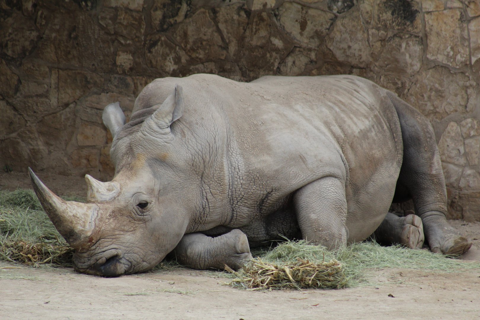 Southern White Rhinoceros