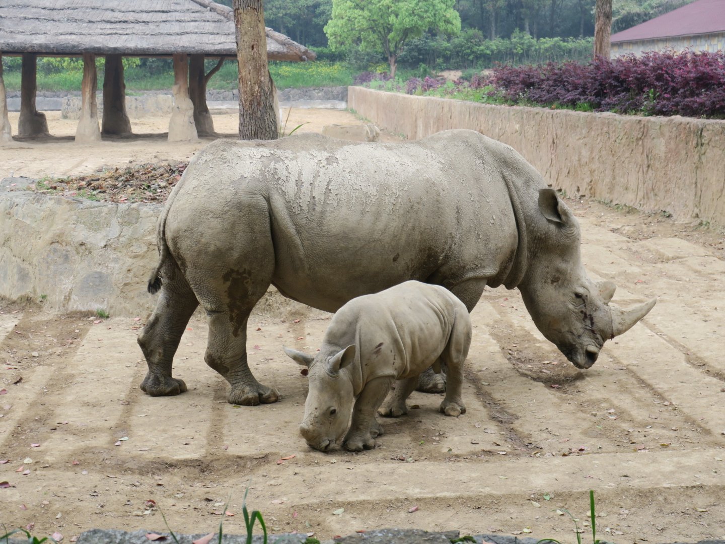 southern white rhinoceros