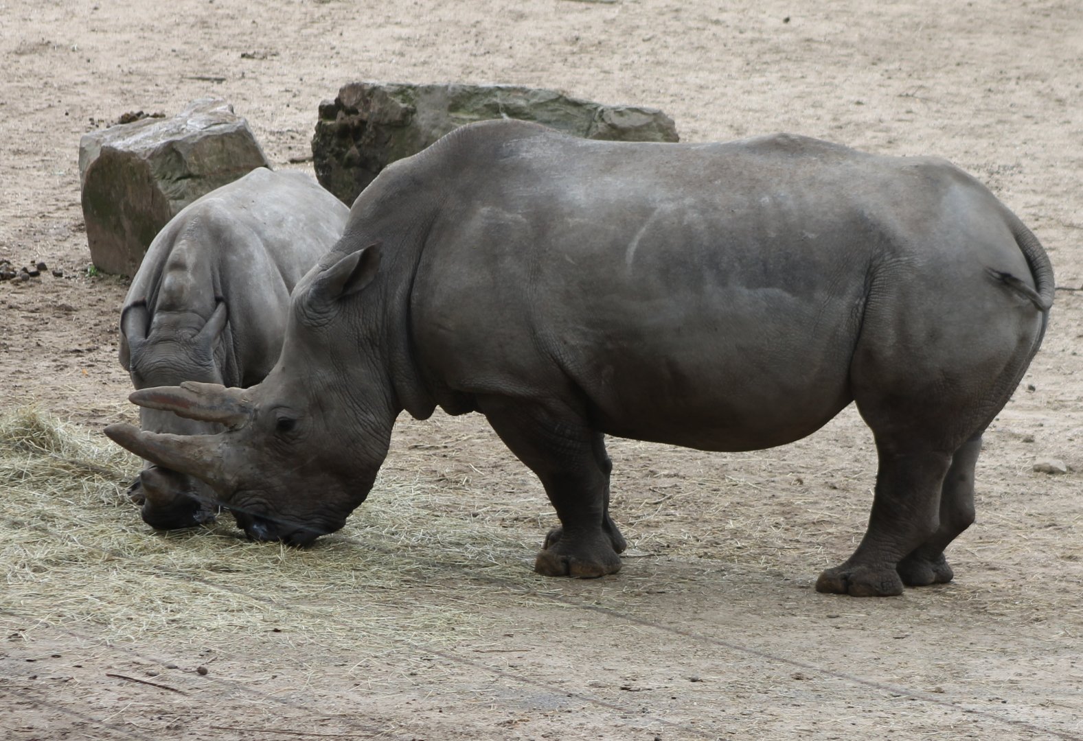 Southern white rhinoceros