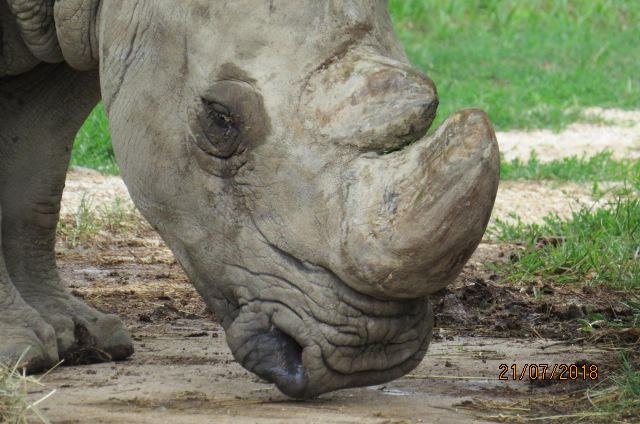 Southern White Rhinoceros