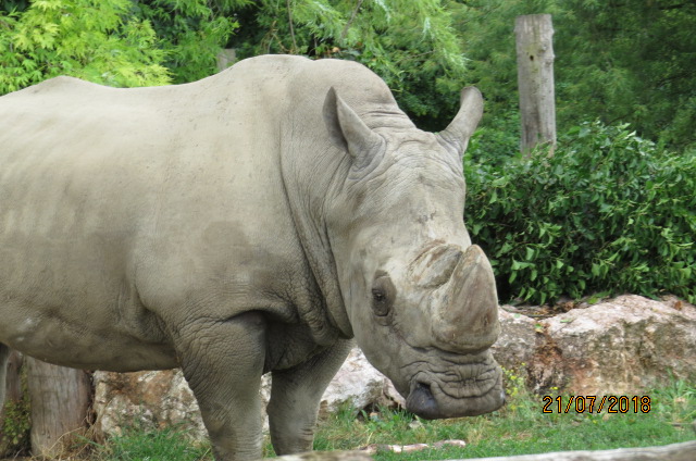 Southern White Rhinoceros