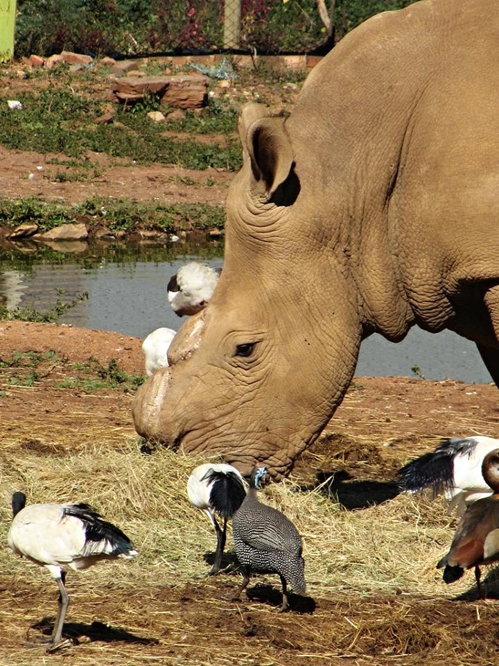 Southern White Rhinoceros