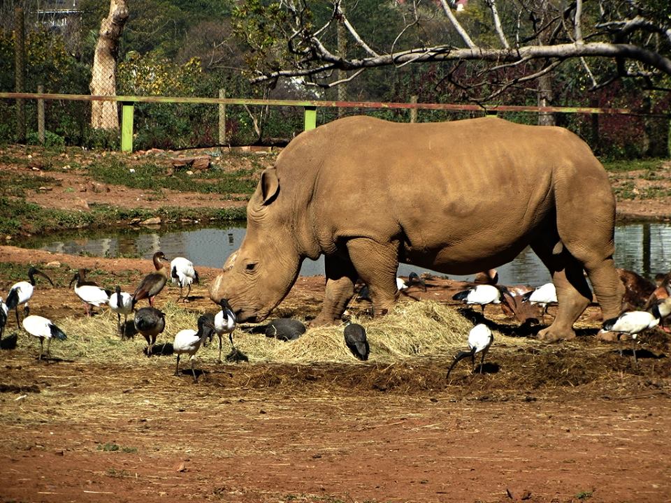 Southern White Rhinoceros