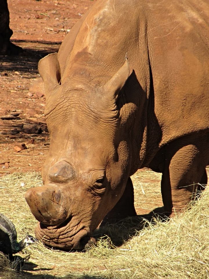 Southern White Rhinoceros
