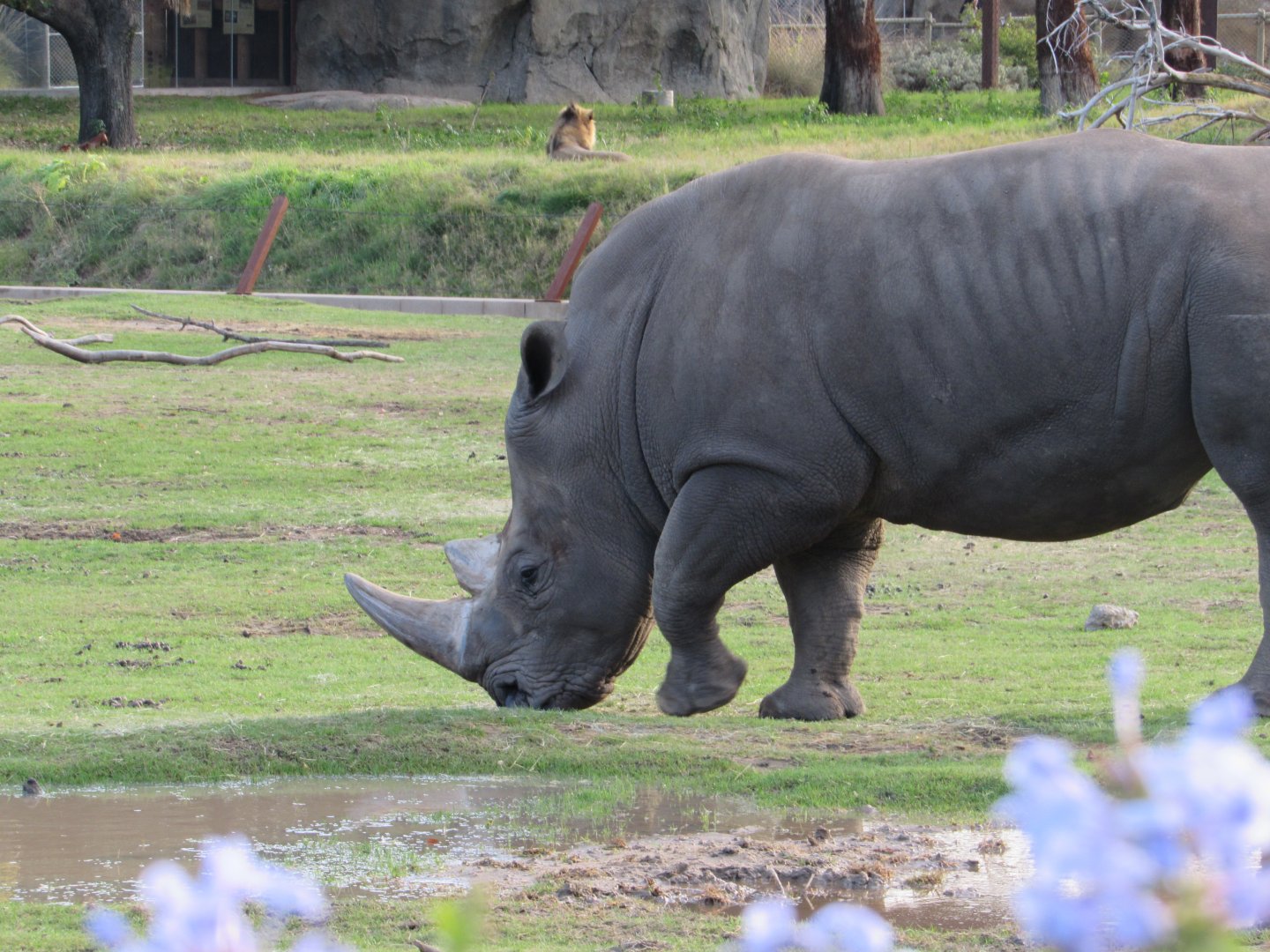 Southern White Rhinoceros