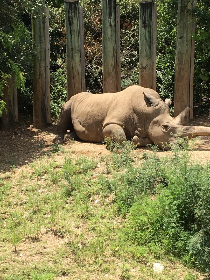 Southern white rhinoceros